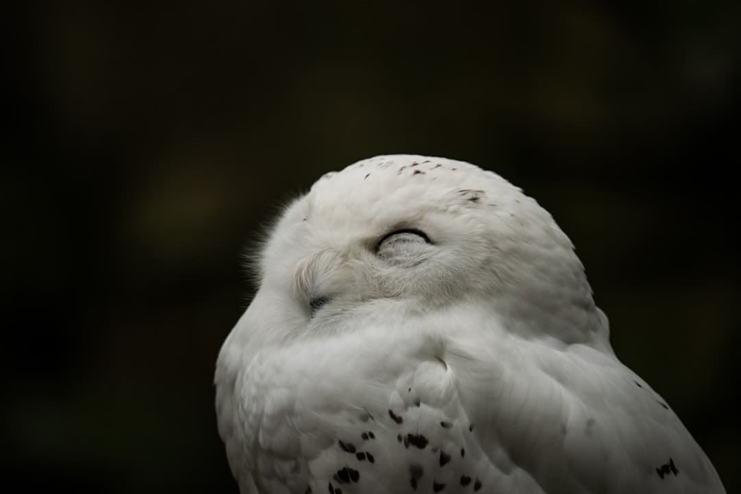 《归队》福庆角色介绍
